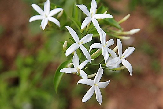 Guía de plantas que perfuman las noches de verano